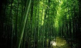 枫叶之路爆料视频最新,揭秘神秘旅程背后的精彩故事